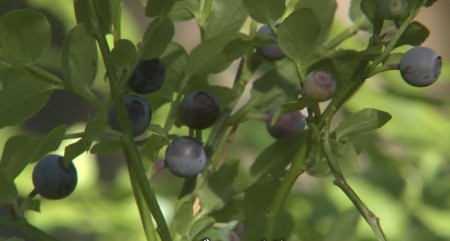 Wild blueberiies