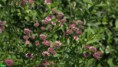 /album/swedish-summer-bumblebees-and-gaby-stenberg/astrantia-jpg/