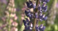 /album/swedish-summer-bumblebees-and-gaby-stenberg/lupine1-jpg/